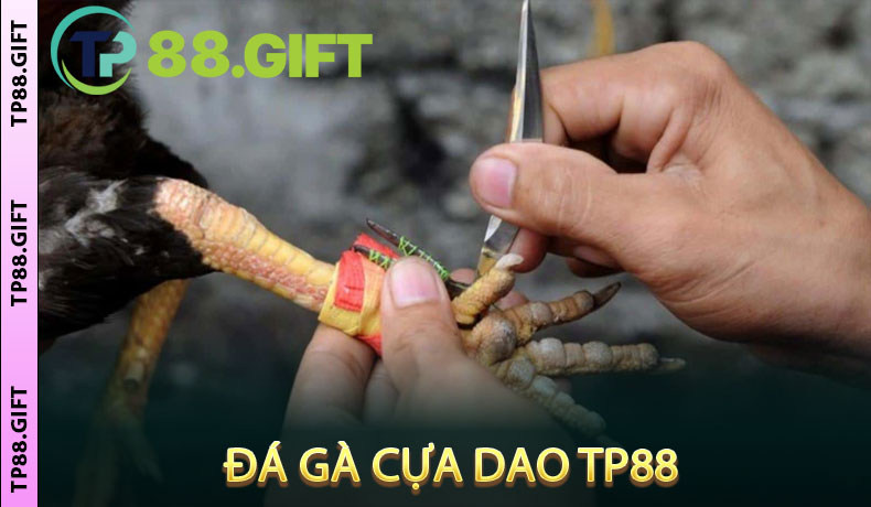 Đá gà cựa dao